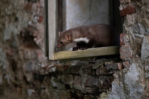 Beech marten (Martes foina), Bitburg, Rhineland-Palatinate, Germany, Europe