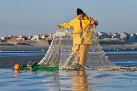 Horse fisher spreads his net, catching Brown shrimp (Crangon crangon), Koksijde, North Sea coast,