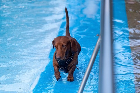 Dachshund running along the edge of an outdoor pool, Magdeburg, Saxony-Anhalt, Germany, Europe