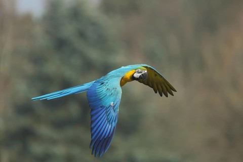 Blue and yellow macaw (Ara ararauna) in flight, macaw, macaw, Psittacidae, parrots
