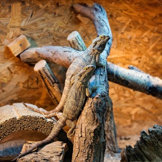 Two central bearded dragons (Pogona vitticeps), captive, butterfly house, butterfly farm,