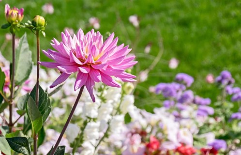Dahlias (Dahlia), Rhineland-Palatinate, Germany, Europe