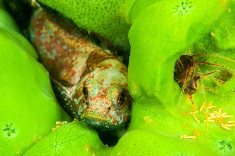 Sculpin Procottus gurwici on a fresh water sponge, Lake Baikal, Siberia, Russia, Europe