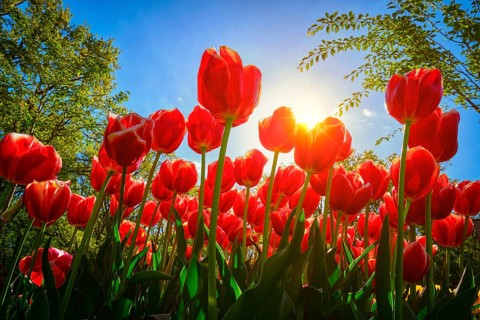 Blooming red tulips against blue sky background with sun from low vantage point. Netherlands