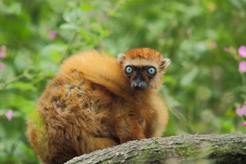 Blue-eyed maki (Eulemur macaco flavifrons), female, adult, captive