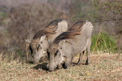 Two kneeling common desert warthog (Phacochoerus aethiopicus) grazing in Mole National Park, Ghana,