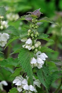 White nettle (Lamium album), white nettle, white deadnettle in flower