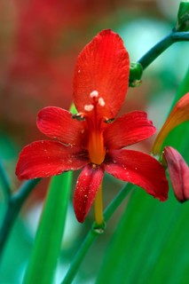 Crocosmia (Crocosmia x crocosmiiflora), Montbretia