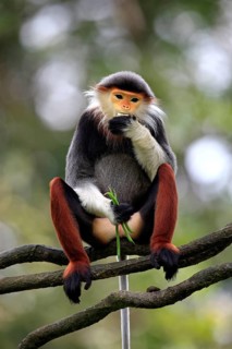 Red-shanked Douc (Pygathrix nemaeus) Langur