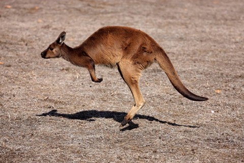Kangaroo Island Kangaroo (Macropus fuliginosus fuliginosus), Kangaroo Island, Australia, side,