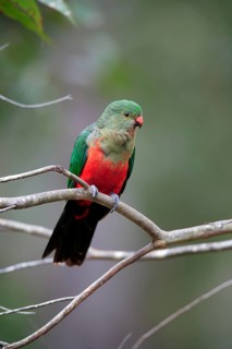Australian King Parrot, female, New South Wales (Alisterus scapularis scapularis), Australia,