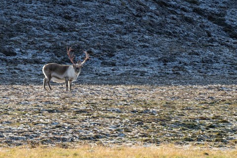 Male Svalbard Reindeer (Rangifer tarandus platyrhynchus), tundra, autumn, Kapp Wijk, Svalbard,