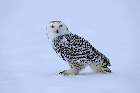Snowy owl (Nyctea scandiaca), snowy owl, adult, alert, in the snow, foraging, in winter, Bohemian