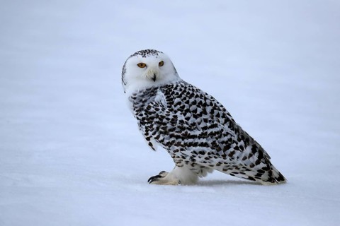 Snowy owl (Nyctea scandiaca), snowy owl, adult, alert, in the snow, foraging, in winter, Bohemian