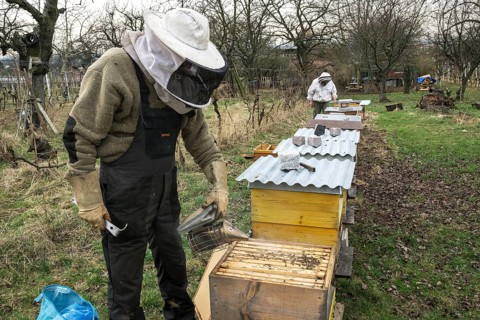 Beehives, beekeeper pacifies honey bees (Apis) with smoker in beehive, Baden-Württemberg, Germany,