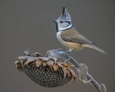 Crested Tit (Lophophanes cristatus), on faded sunflower, Biosphere Reserve, Swabian Alb,