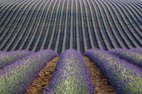 Wavy lavender field, flowering true lavender (Lavandula angustifolia), D56, between Valensole and