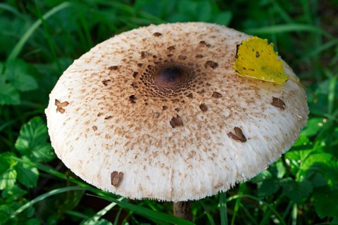 Parasol mushroom (Macrolepiota procera) also known as parasol mushroom or giant umbrella mushroom,
