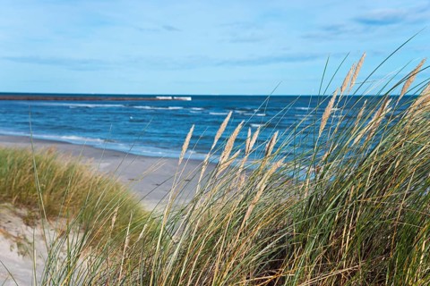 Dunes at Palmestranden, Palm Beach, Frederikshavn, North Jutland, North Jutland, Kattegat, Denmark,