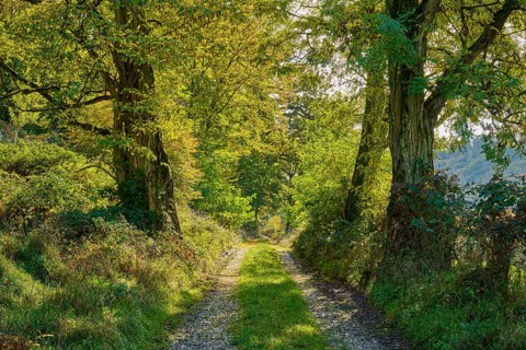 Forest path, robinia, morning, autumn, Ernstal, Mudau, Odenwald, Baden-Württemberg, Germany, Europe