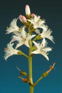 Bog bean (Menyanthes trifoliata) or bitter clover, medicinal plant