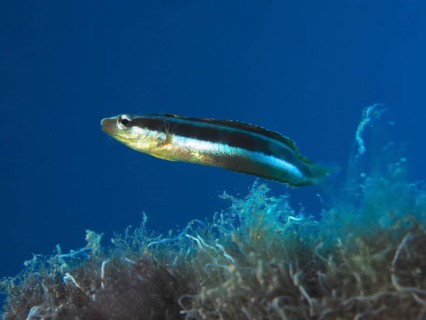 Dussumier's sabre-tooth blenny (Aspidontus dussumieri), female, dive site House Reef, Mangrove Bay,