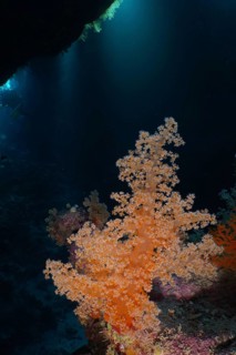 Hemprich's tree coral (Dendronephthya hemprichi) in a cave, light rays in the background, St Johns