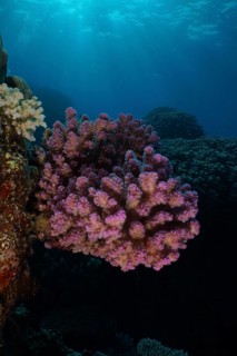 Pawpaw coral (Pocillopora verrucosa) backlit, Abu Dabab reef dive site, Red Sea, Egypt, Africa