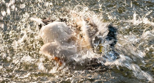 Mallard (Anas platyrhynchos), drake, male in splendid dress, bathing and splashing in the water of
