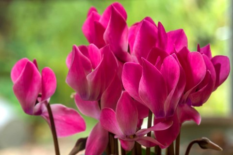 Flowering cyclamen or cyclamen, Bavaria, Germany, Europe