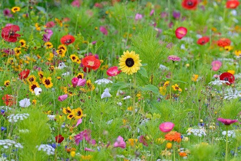 Flowering strip, flowering area with poppy flower (Papaver rhoeas), mallows (Malva) and sunflower