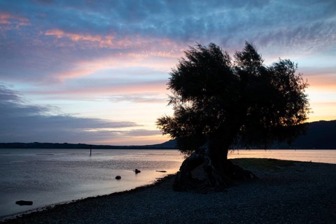White willow (Salix alba) on a sandbank, dawn, shore, water, summer, Bondensee, Bregenz,