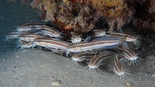 Group, school of striped eel catfish (Plotosus lineatus), juvenile. Dive site House Reef, Mangrove