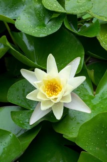 Water lily, white (Nymphaea alba), water drop, Baden-Württemberg, Germany, Europe