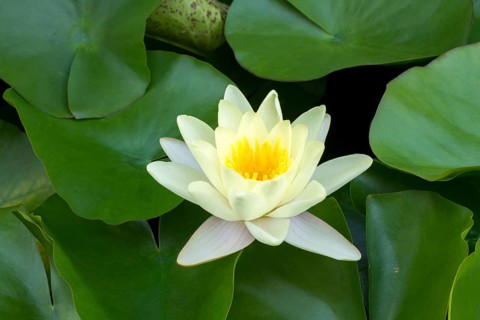 Water lily, white (Nymphaea alba), Baden-Württemberg, Germany, Europe