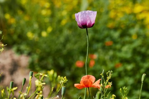 Single violet-purple calyx, from the side, flowers, close-up, macro, corn poppy (Papaver