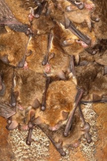 Fringed bat, natterer's bats (Myotis nattereri), in a bat box Bats, mammals, animals, Neunkirchen