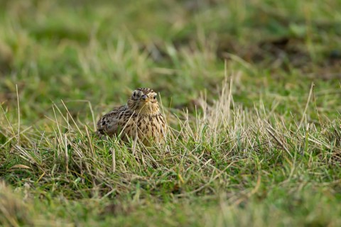 Skylark (Alauda arvensis) adult bird in grassland, Lincolnshire, England, United Kingdom, Europe
