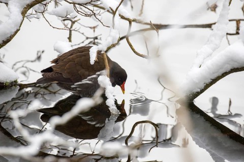 Pond hen (Gallinula chloropus) sitting at the edge of a snow-covered pond, looking into the water