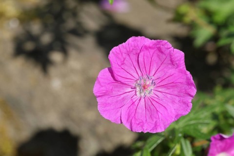 Bloody cranesbill (Geranium sanguineum), Bloody cranesbill in flower, Wilden, North