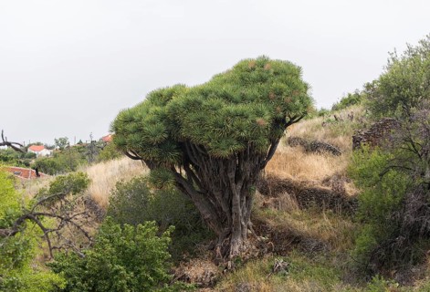 Canary islands dragon tree (Dracaena draco), near Las Tricias, La Palma Island, Spain, Europe