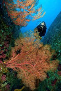 Diver looking at knotted fan coral (Melithaea ochracea) Node fan Sea fan, Indian Ocean, Similan