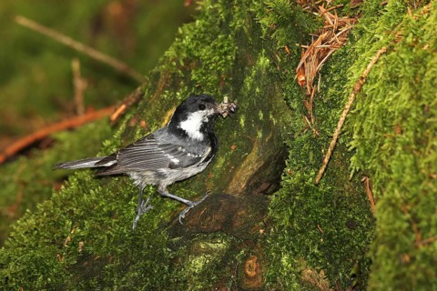 Coal Tit (Periparus ater) Old bird brings food to the breeding cavity in a hollow tree stump,