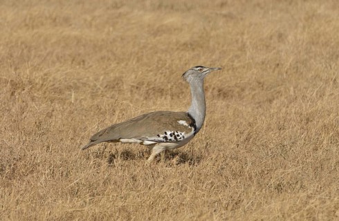 Kori Bustard (Ardeotis kori) in the Ngorongoro Crater, Ngorongoro Conservation Area, Tanzania,