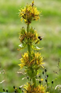 Bumblebee foraging a flower of gentian (Gentiana lutea) . Auvergne Volcanoes Park. Puy de Dome.