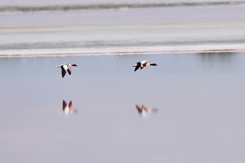 Common shelduck (Tadorna tadorna) couple flying above the water of a salt water pond, Camargue,