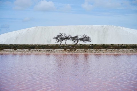 Dead Scots pine (Pinus sylvestris) between a little salt water pond for industrial salt production