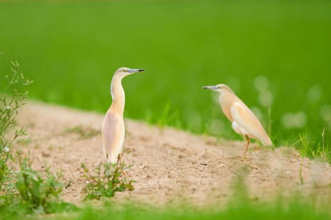 Squacco herons (Ardeola ralloides) in a rice field, hunting, ebro delta, Catalonia, Spain, Europe