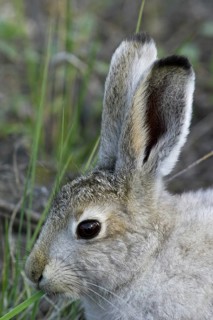 Mountain hare (Lepus timidus) in summer coat eating grass, Greenland, North America