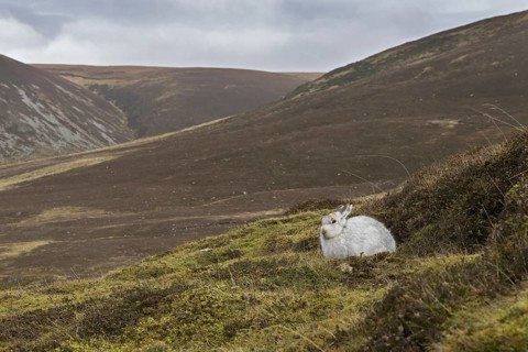 Mountain hare (Lepus timidus), Alpine hare, snow hare in white winter pelage resting in the